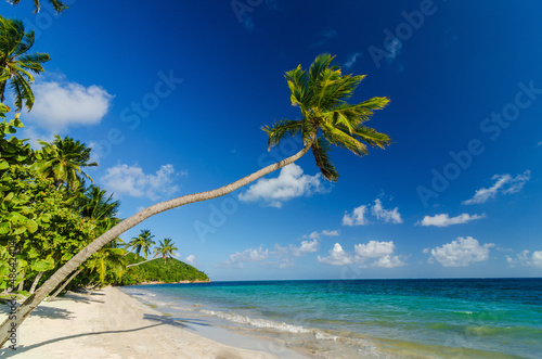 Palm Tree over Beach