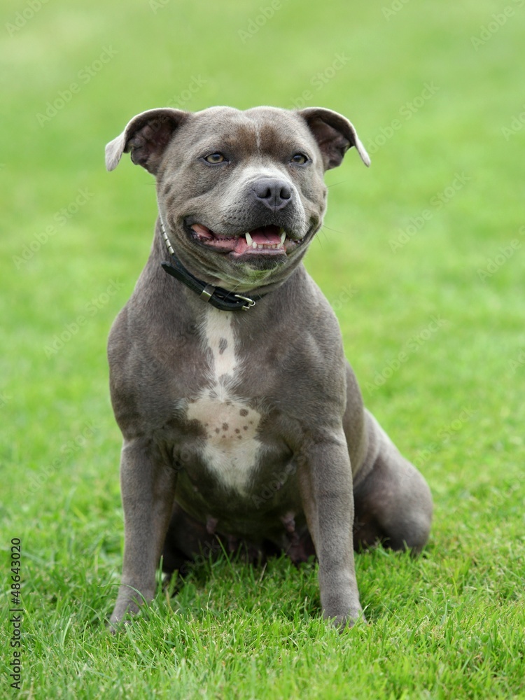 Portrait of a nice American staffordshire terrier