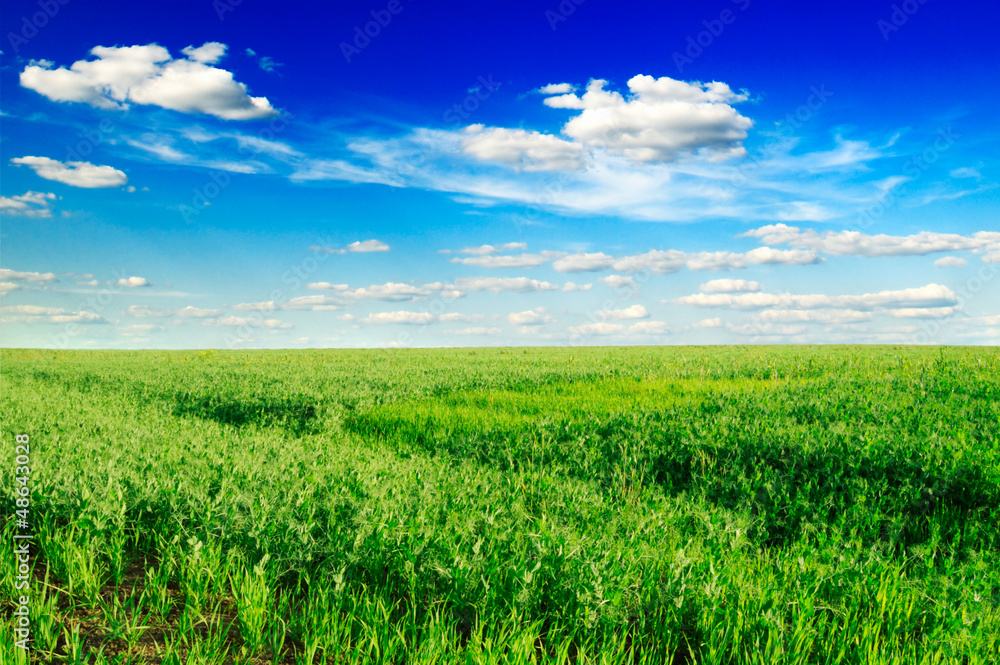 field and blue sky field and blue sky