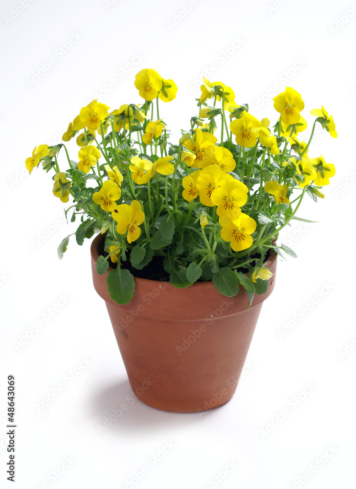 Yellow pansies in a pot on a white background - obrazy, fototapety, plakaty 