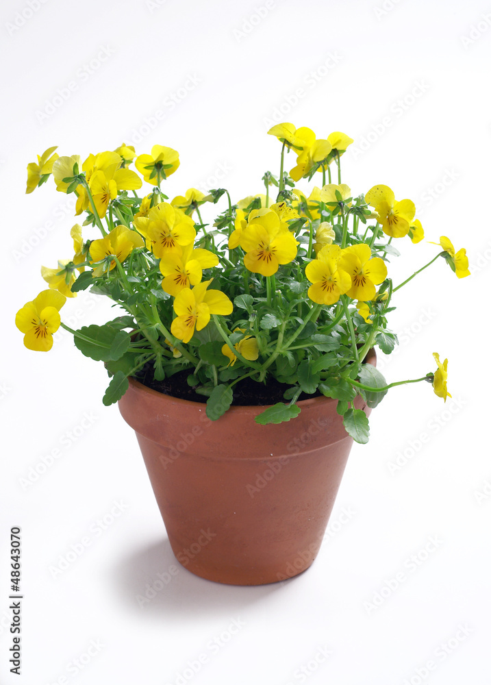 Yellow pansies in a pot on a white background - obrazy, fototapety, plakaty 