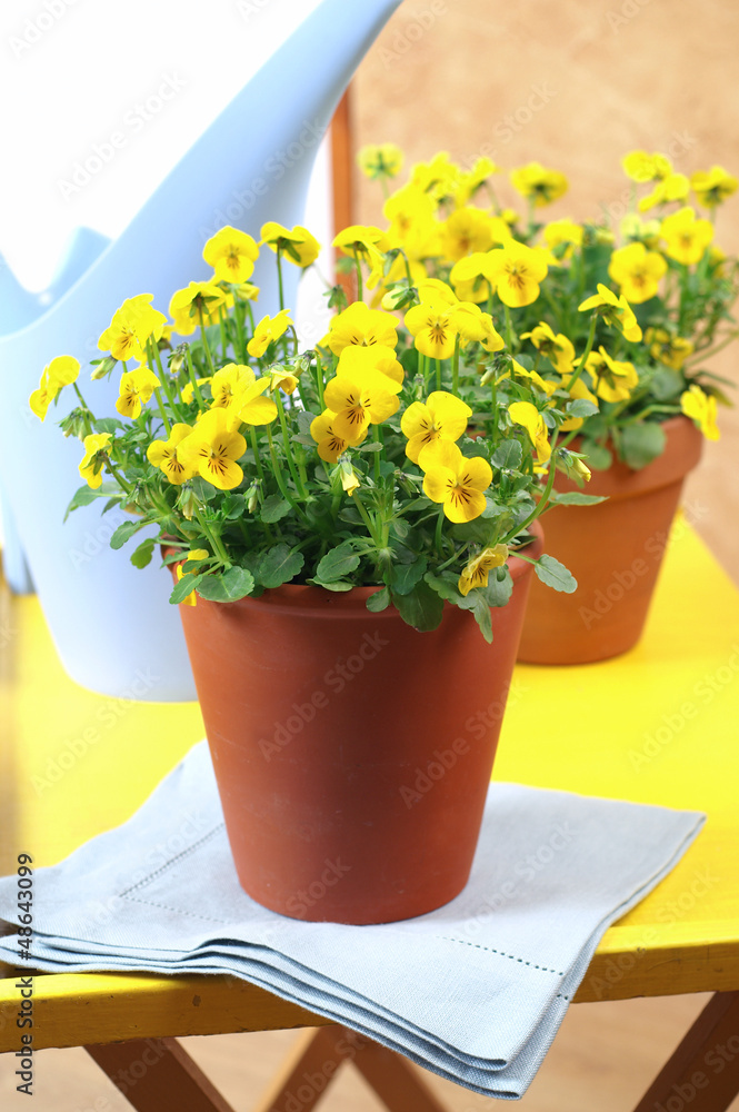 Beautiful yellow pansies in the interior - obrazy, fototapety, plakaty 