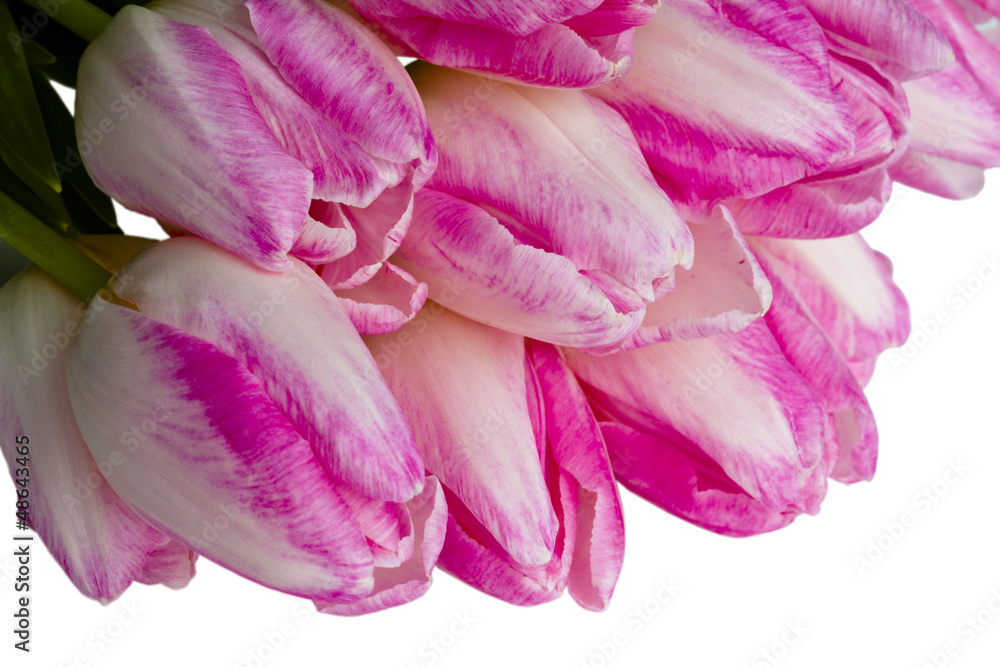 Pink tulips as a background on white.