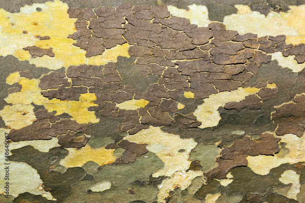 Wooden Tree Bark Texture Pattern Wooden Tree Bark Texture Pattern