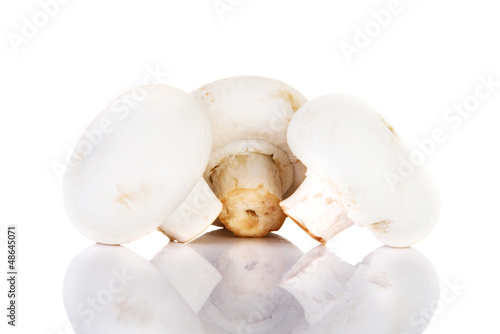 Edible button mushroom  .champignon