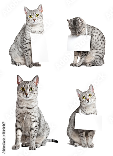 Fototapeta Naklejka Na Ścianę i Meble -  Advertising egyptian mau cats
