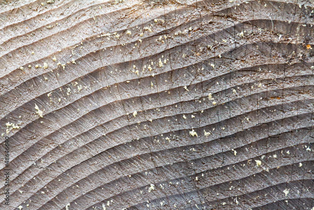 Fototapeta premium Wood Abstract Texture