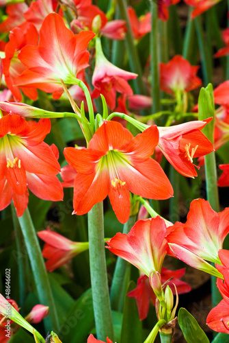 Amaryllis