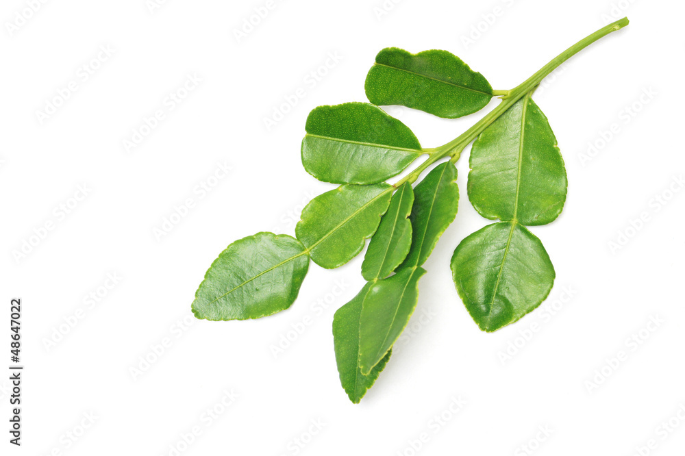 Kaffir lime leaves on white background Kaffir lime leaves on white background
