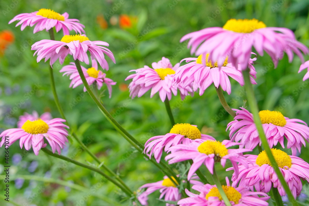 Fototapeta premium Pink flowers on the natural background.
