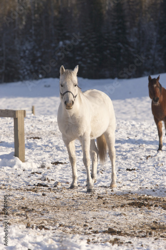 Fototapeta Naklejka Na Ścianę i Meble -  Horse stands in field.