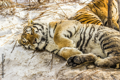 Siberian Tiger sleeping on the snow in Harbin China