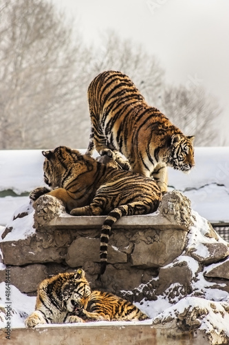 Siberian Tigers in Harbin China