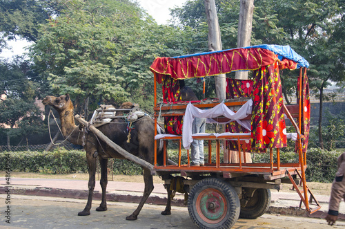 camel with carriage for tourists in Agra, India