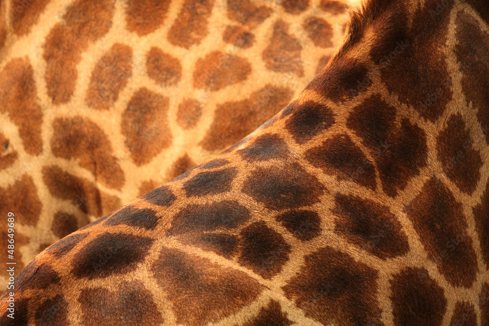 Giraffe skin Giraffe skin
