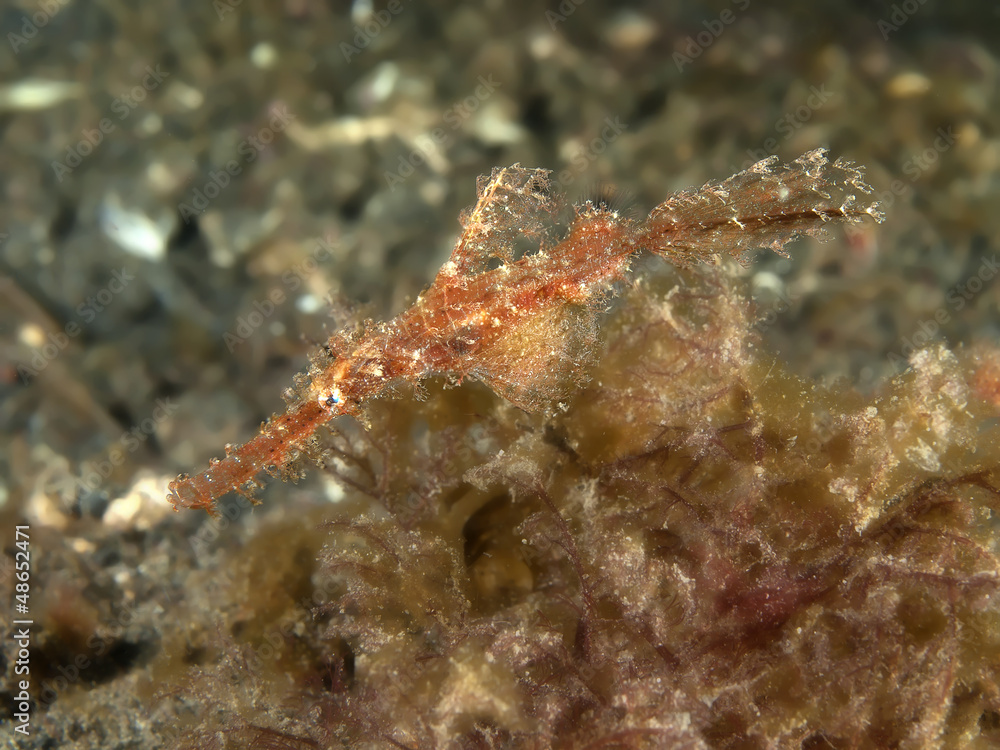 Filamented Ghostpipefish