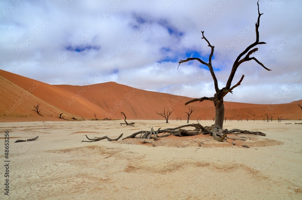 Dead tree under a rare cloudy sky in Deadvlei, Namibia