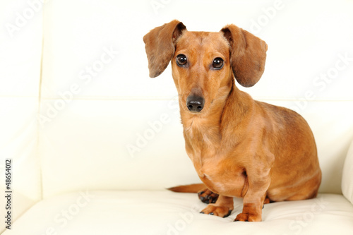 dachshund dog on sofa © leungchopan