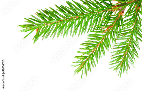 fir