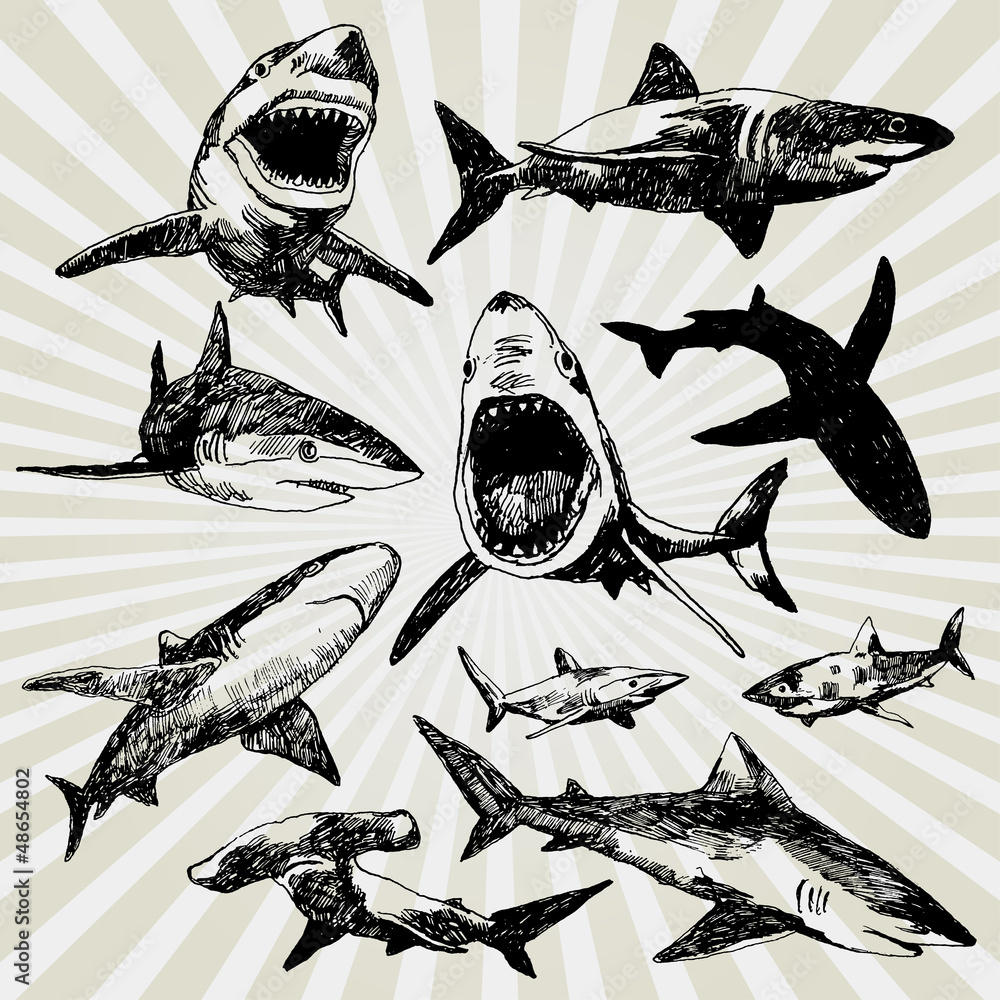 Fototapeta premium Set of Sharks Hand Drawn