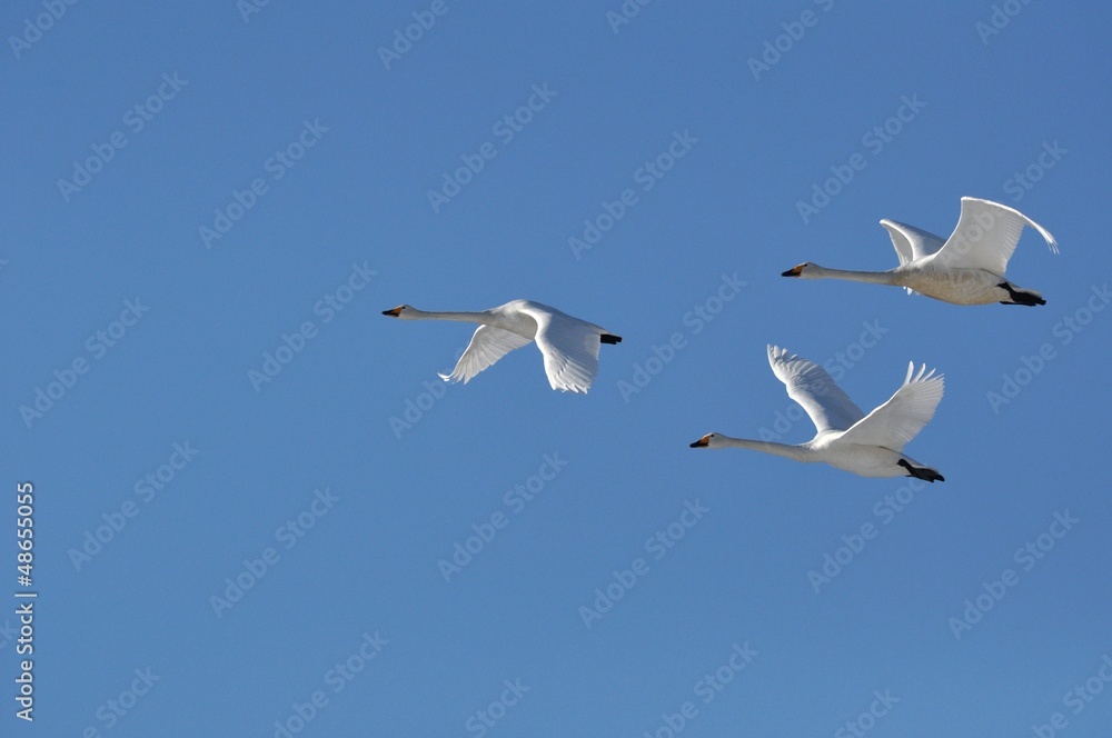 白鳥の飛翔 白鳥の飛翔