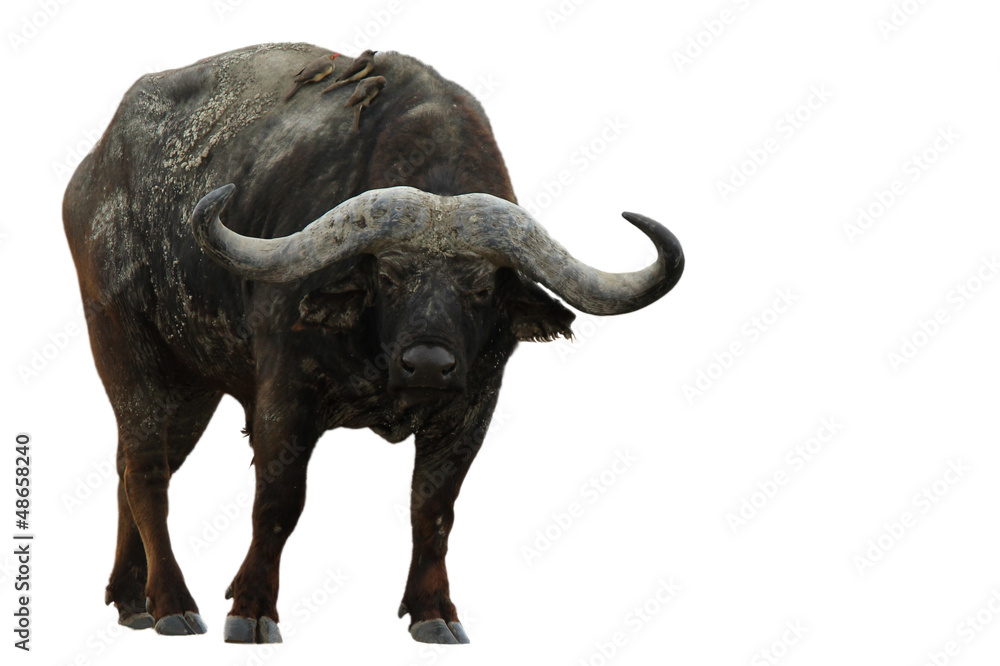 buffalo Stock Photo | Adobe Stock
