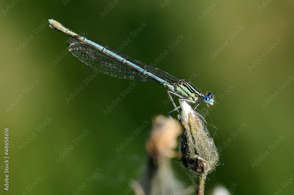 Platycnemis pennipes Platycnemis pennipes