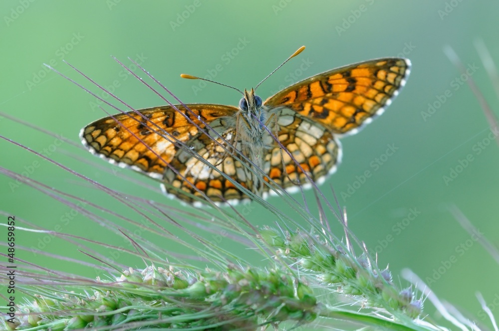 Melitaea phoboe