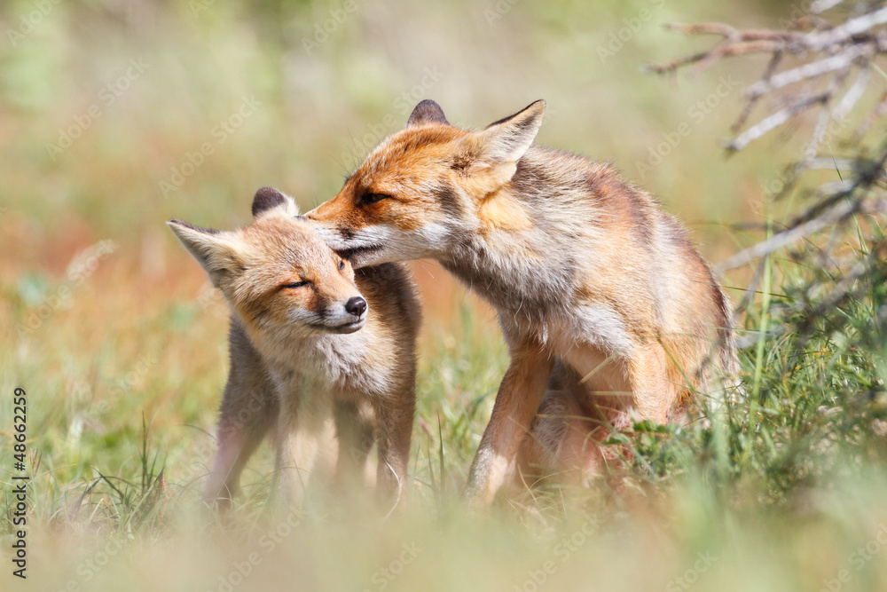 red fox with cub