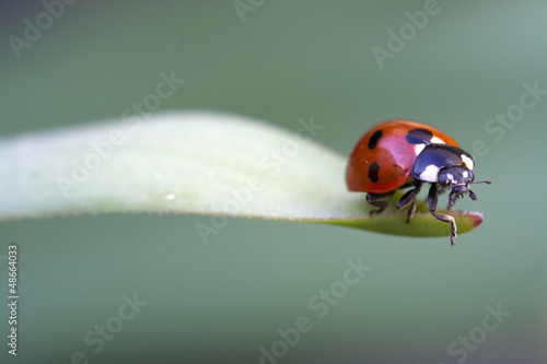 Coccinella 7-punctata (Seven-spot ladybird)