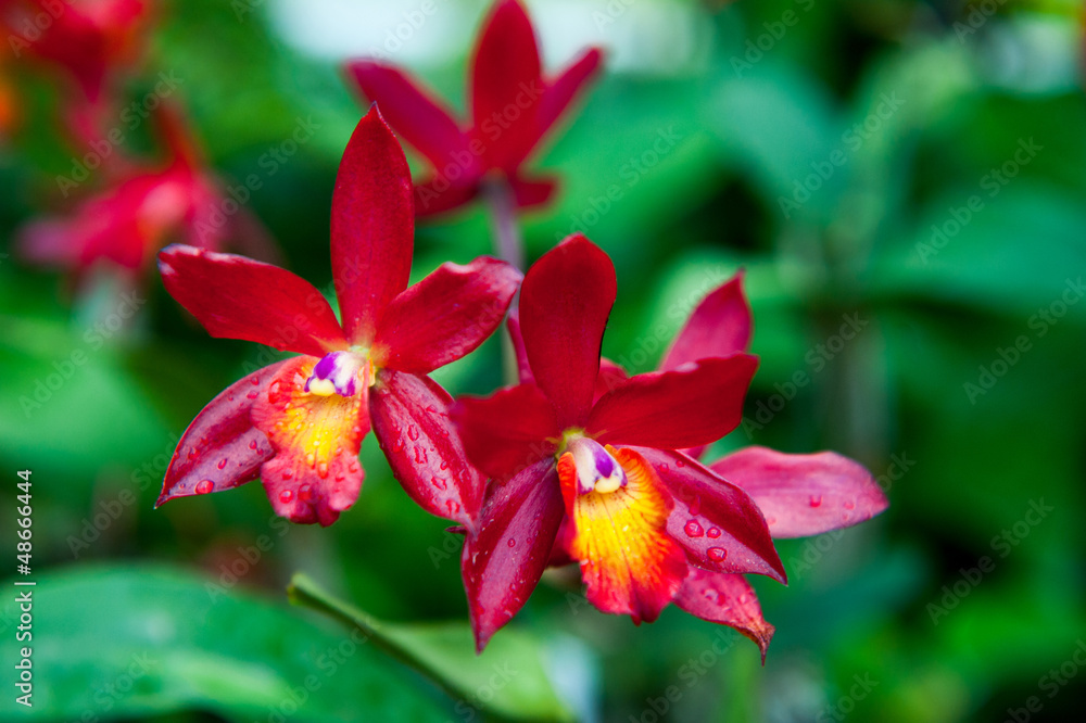 red orchid