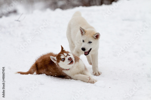 Little huskies playing in the winter