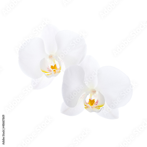 Two white orchid flowers isolated on white background