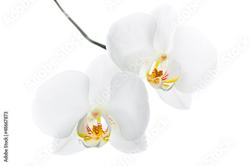 Fototapeta Naklejka Na Ścianę i Meble -  Phalaenopsis. Two white orchid flowers on isolated on white