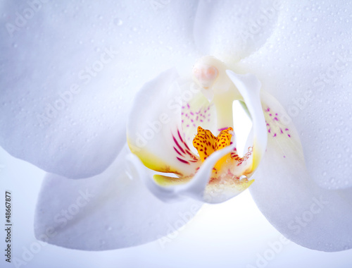 Fototapeta Naklejka Na Ścianę i Meble -  Phalaenopsis. White orchid flower macro with water drops