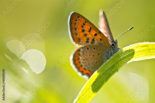 Violet copper in germany photo