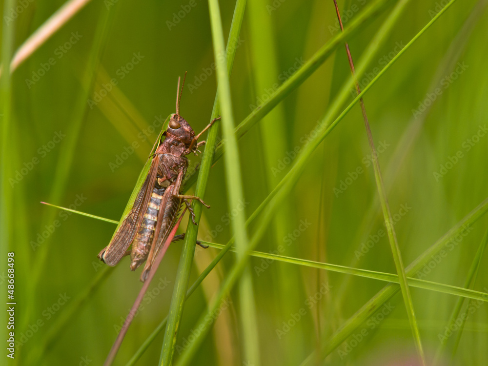 Grashopper in an abstract grass decor Grashopper in an abstract grass decor