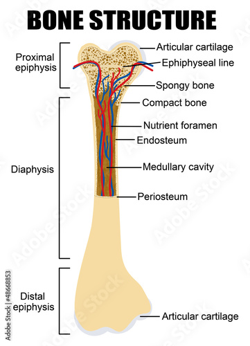 Diagram of human bone anatomy