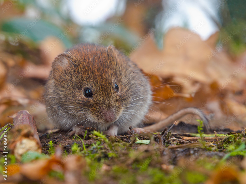 Bank vole hiding between the leaves Bank vole hiding between the leaves