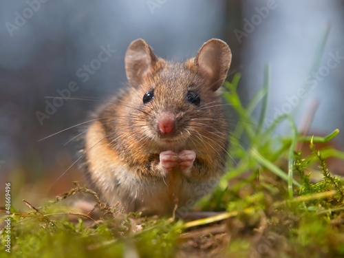 Wild mouse sitting on hind legs