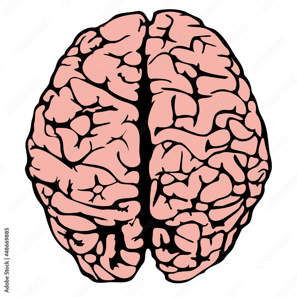 human brain model human brain model