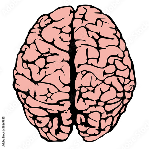 human brain model