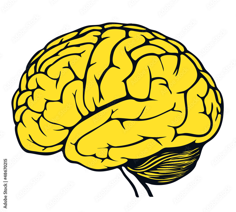 vector human brain model vector human brain model