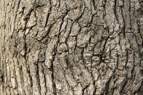 closeup of pagoda tree bark in the wild