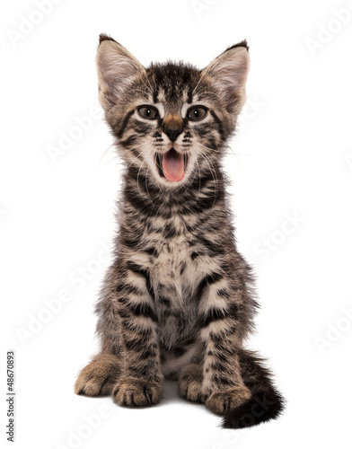 gray striped kitten with shock grimace