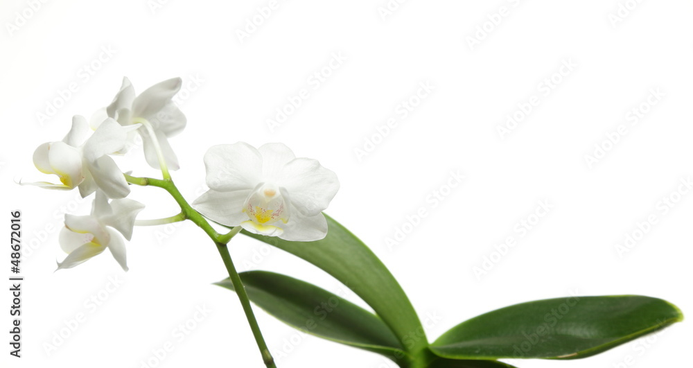 White orchid on white White orchid on white