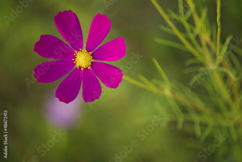 A Purple Flower