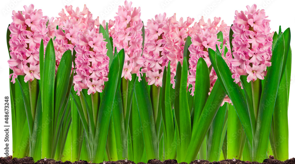 Obraz premium Border of spring pink hyacinth flowers