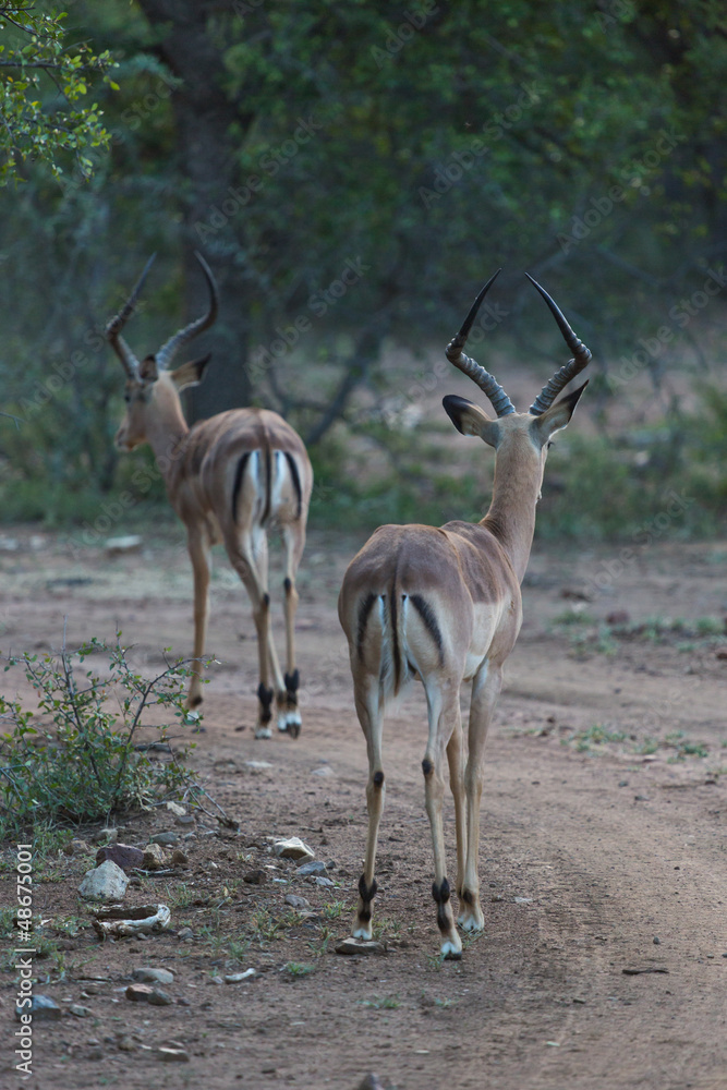 Springbok d'Afrique du Sud Springbok d'Afrique du Sud