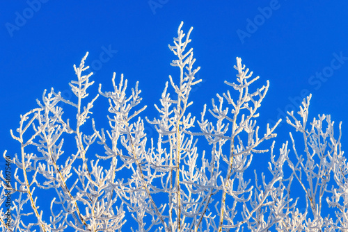 Frosty branches